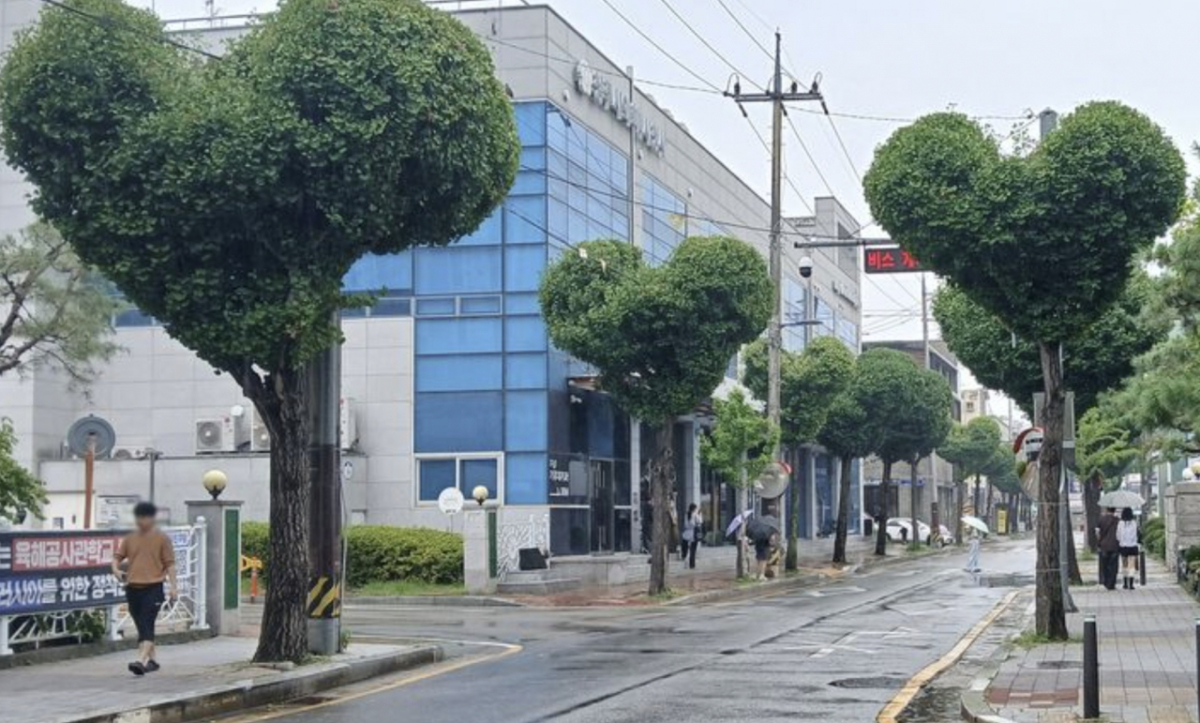 충북 청주시 상당구 청주시청 임시청사 일대에 하트 모양으로 조성된 은행나무 가로수길/사진=청주시 제공