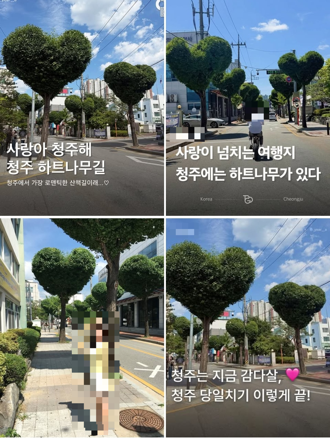 최근 청주시 하트나무 가로수길을 SNS(소셜미디어)에서 사진과 영상 등이 공유되면서 관심을 끌고 있다/사진=SNS 갈무리