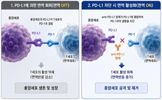PD-L1 면역회피 기전과 anti-PD-L1 항체의 작용 원리./사진제공=노드큐어