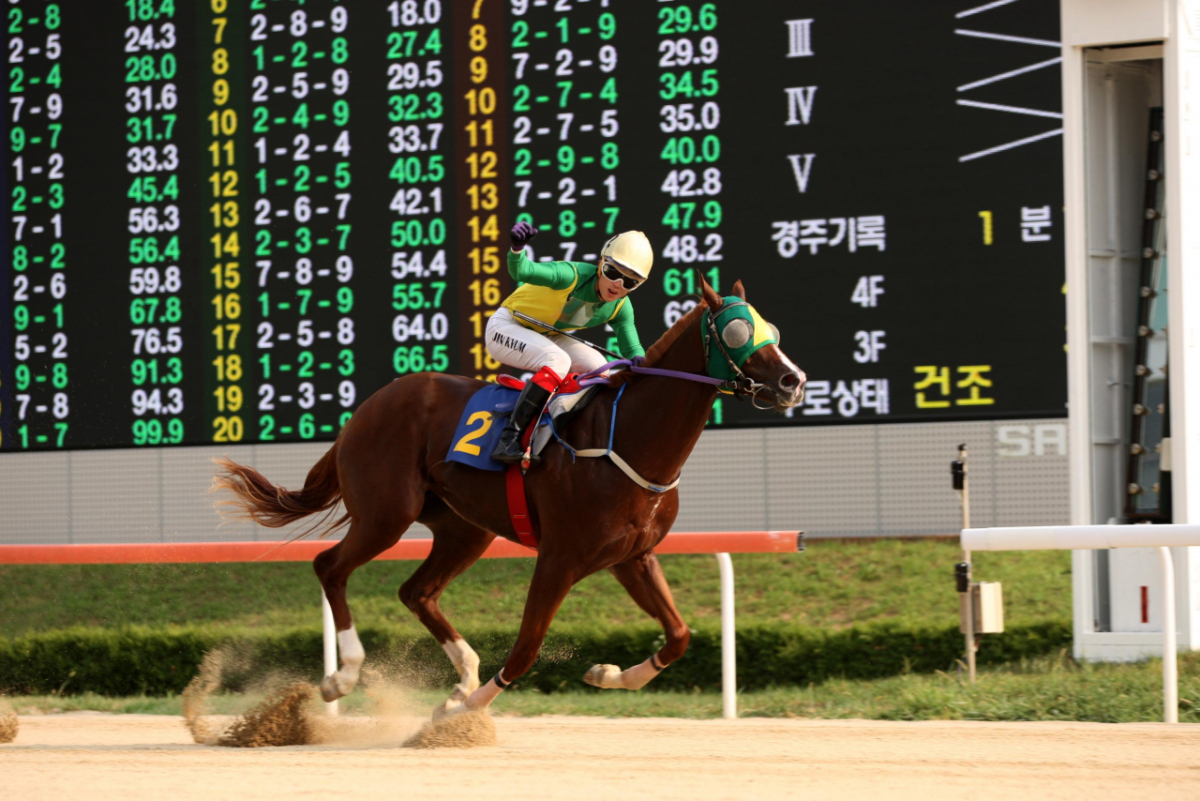 코리아스프린트에 출전하는 한국 대표 경주마 '위너클리어'. /사진=한국마사회 제공