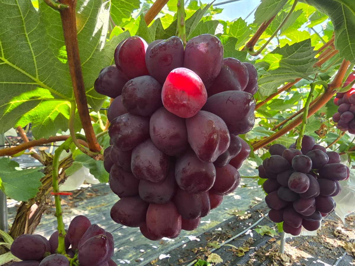 경북 상주 산지 로얄바인./사진=조성우 기자