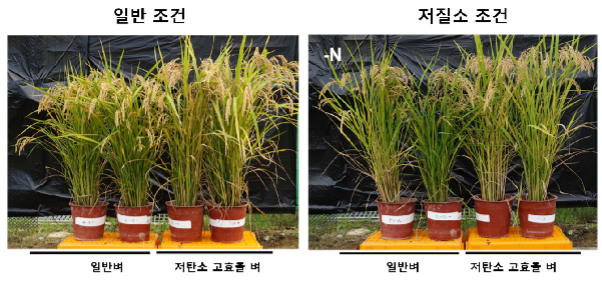 미국 농무부(USDA)에서 규제 면제를 받은 질소 이용 효율 증진 저탄소·고효율 유전자 교정 벼/사진제공=라세미아
