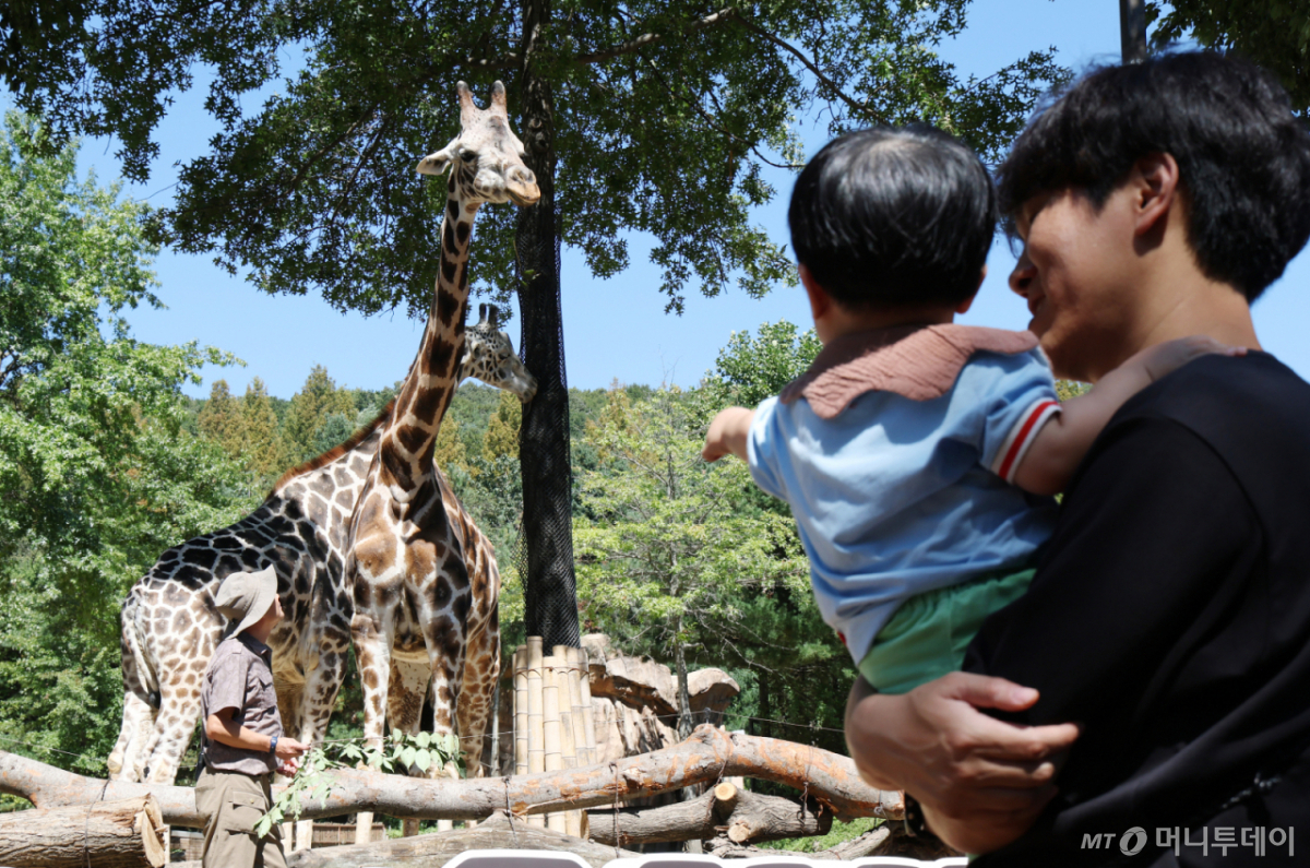 (용인=뉴스1) 김영운 기자 = 화창한 가을 날씨를 보인 16일 경기 용인시 처인구 에버랜드 '와일드 사바나 익스페디션'에서 시민들이 기린을 관람하고 있다. '와일드 사바나 익스페디션'은 생태형 사파리 로스트밸리로 직접 걸어 들어가 기린, 코끼리, 코뿔소 등 15종의 야생동물을 눈앞에서 만나는 도보 체험 프로그램이다. 11월 말까지 무료로 참여할 수 있다. 2026.9.16/뉴스1 Copyright © 뉴스1. All rights reserved. 무단 전재 및 재배포, AI학습 이용 금지. /사진=(용인=뉴스1) 김영운 기자