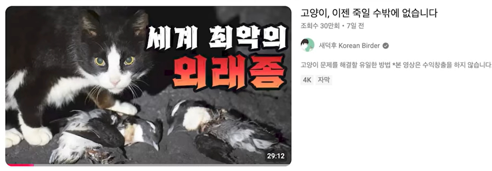 유튜버 '새덕후' 김어진씨가 지난 6월20일 올린 영상. 이후 제목은 '고양이, 이제는 결단을 내려야 합니다'로 바뀌었다./사진=새덕후 유튜브 채널