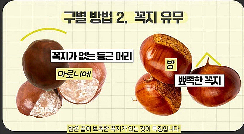꼭지가 없는 둥근머리 형태면 마로니에 열매다./사진=식품의약품안전처 유튜브  