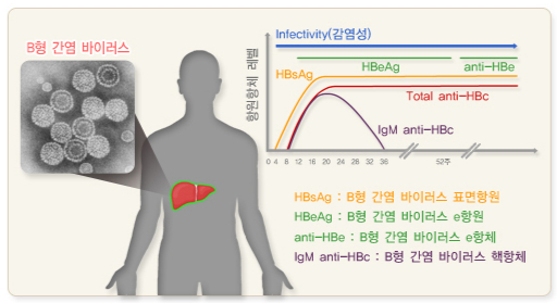 B형 간염의 항원항체 수준. /자료=국가건강정보포털