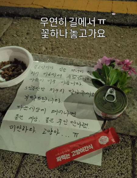 길고양이가 길을 건너다 죽었다. 아파하던 이가 추모하는 손편지와 간식을 남겼다./사진=인스타그램(@seungyeon445)