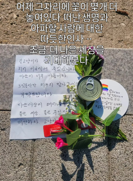 길고양이가 길을 건너다 죽었다. 이튿날이 되자 함께 추모하는 이들이 꽃을 더 가져다 놓았다../사진=인스타그램(@seungyeon445)