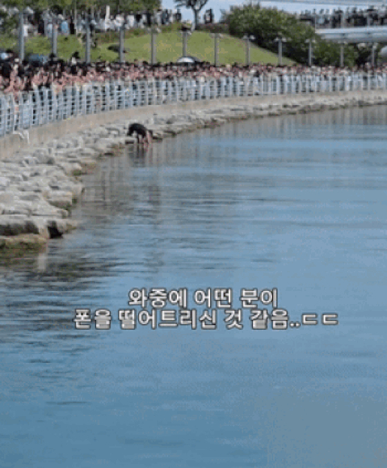 부산 북항친수공원 수로에 출몰한 상어를 촬영하다 휴대전화를 빠뜨린 한 시민이 이를 찾기 위해 수로 가장자리로 내려가 물속을 살피고 나오자 상어가 나타난 상황. /사진=온라인 커뮤니티 갈무리
