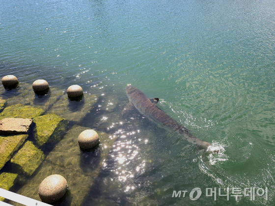 23일 오후 부산 동구 북항 친수공원 수로에 무태상어가 모습을 드러내고 있다. /사진=뉴스1