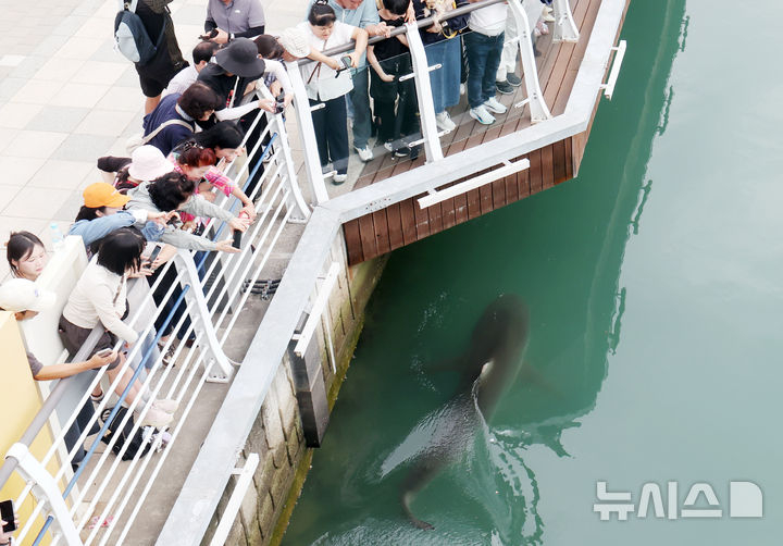 오늘(29일) 부산 북항 친수공원 인공 수로에 12일째 머물고 있는 상어 '부캉이'를 자연 해역으로 돌려보내기 위한 구조 작업이 시작된다. 사진은 지난 27일 부산 동구 북항 친수공원에서 시민들이 수로에서 유영하는 상어를 구경하고 있는 모습./사진=뉴시스
