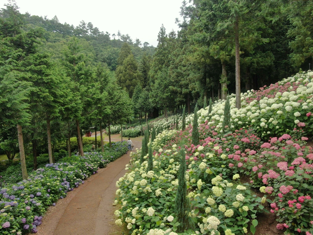 보성군 성림정원 내 수국길 전경./사진제공=전남광주특별시