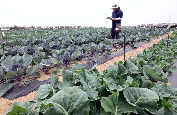 경기 여주시 NH농우바이오 연구소에서 한 연구원이 종자 개량을 한 양배추 결구상태를 살피고 있다./사진제공=농우바이오