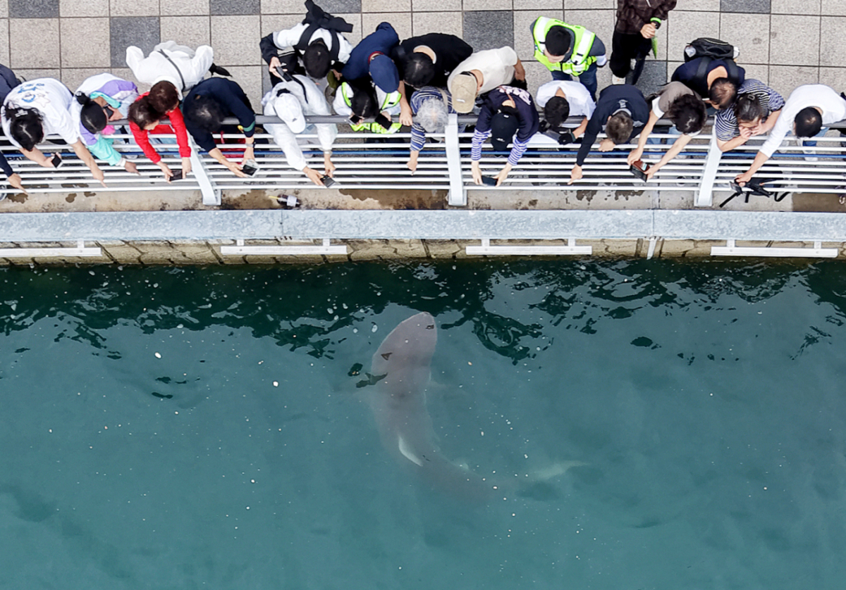 9월29일 부산 동구 북항 친수공원 수로에서 관계자들이 선박과 워터펌프를 동원해 상어 '부캉이'를 외해로 유도하고 있는 가운데 시민들이 부캉이를 관람하고 있다./사진=뉴스1.