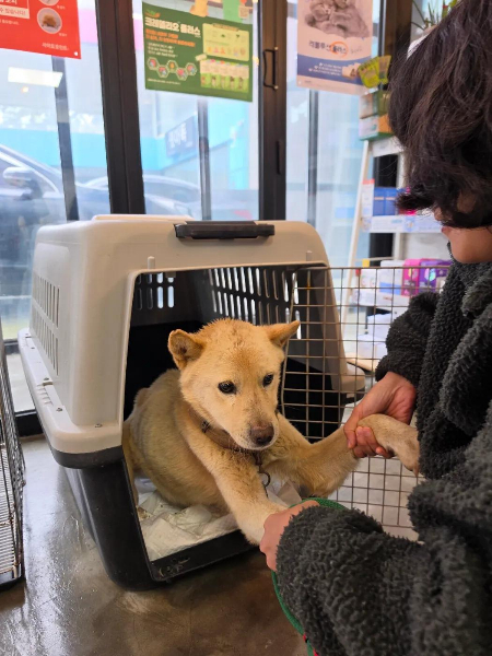구조 후 캔넬에서 나오는 몽몽이. 동물병원에서도 친구들을 반기는 착한 개였다./사진=유재연 소설가 제공