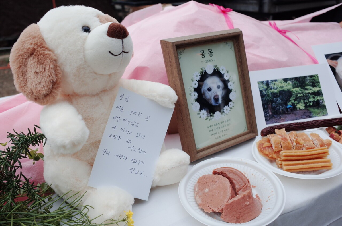 몽몽이는 묶여 있던 숲에서 구해진 날, 이제 안도했다는 듯 무지개다리를 건넜다./사진=유재연 소설가 제공