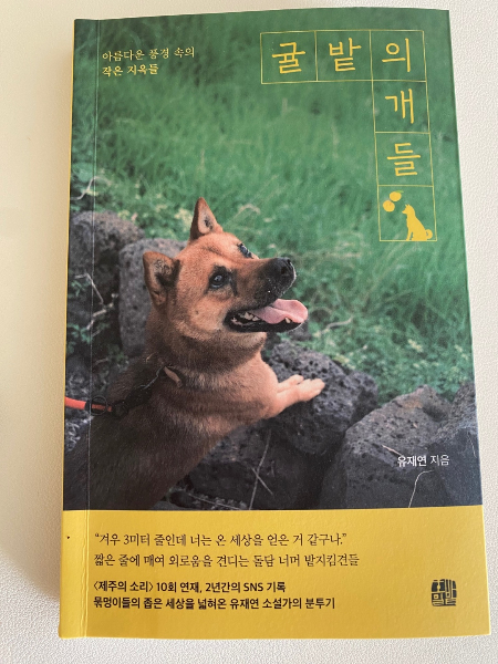 아름다운 제주의 '작은 지옥'들. 돌담 너머 짧은 목줄에 묶인 개들을 산책시켜준 유재연 소설가가 펴낸 책이 '귤밭의 개들'이다./사진=남형도 기자