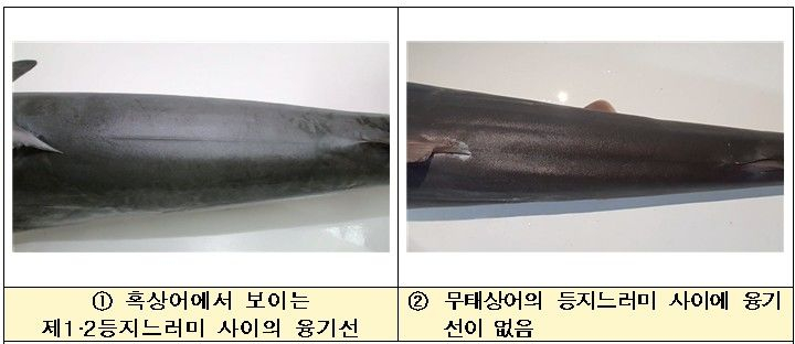 사진=국립수산과학원 제공