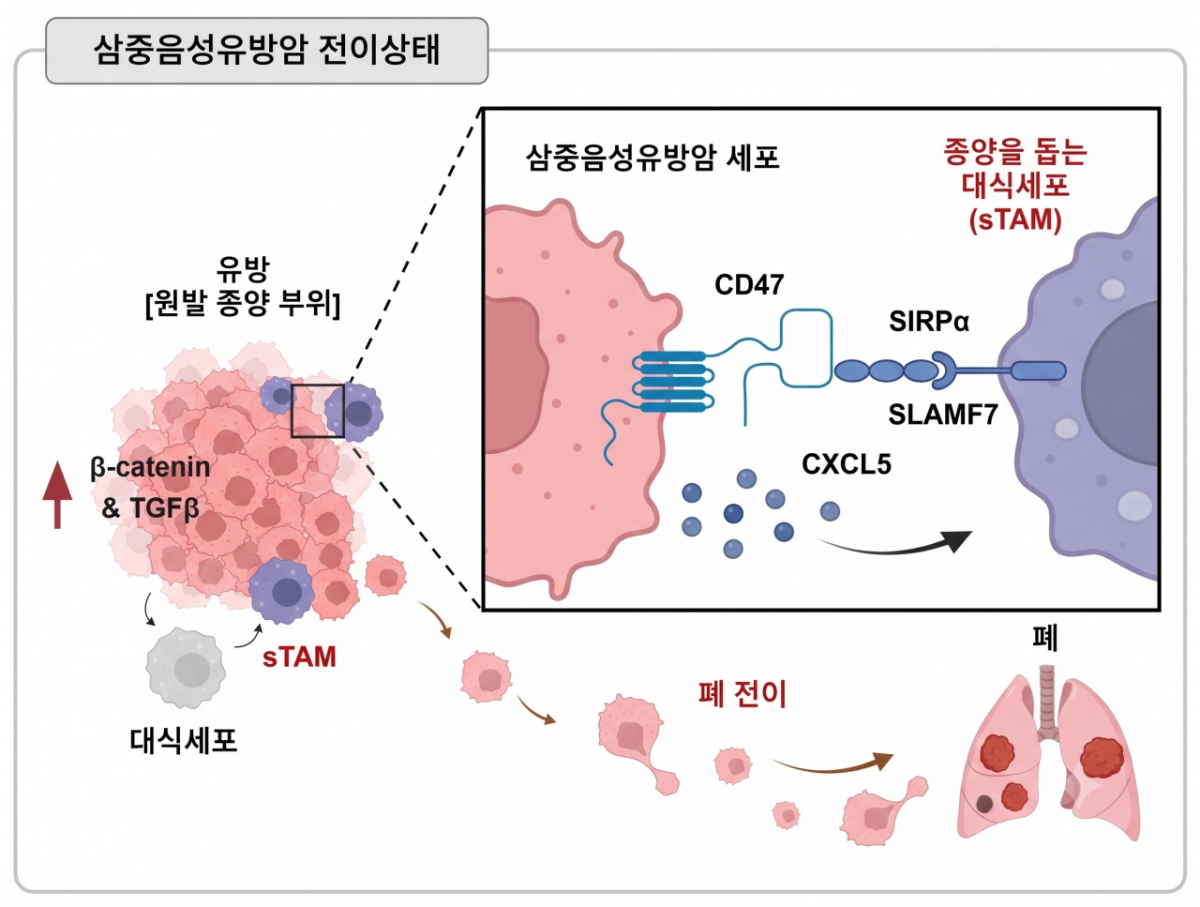 삼중음성유방암 전이 상태. /자료=서울대병원