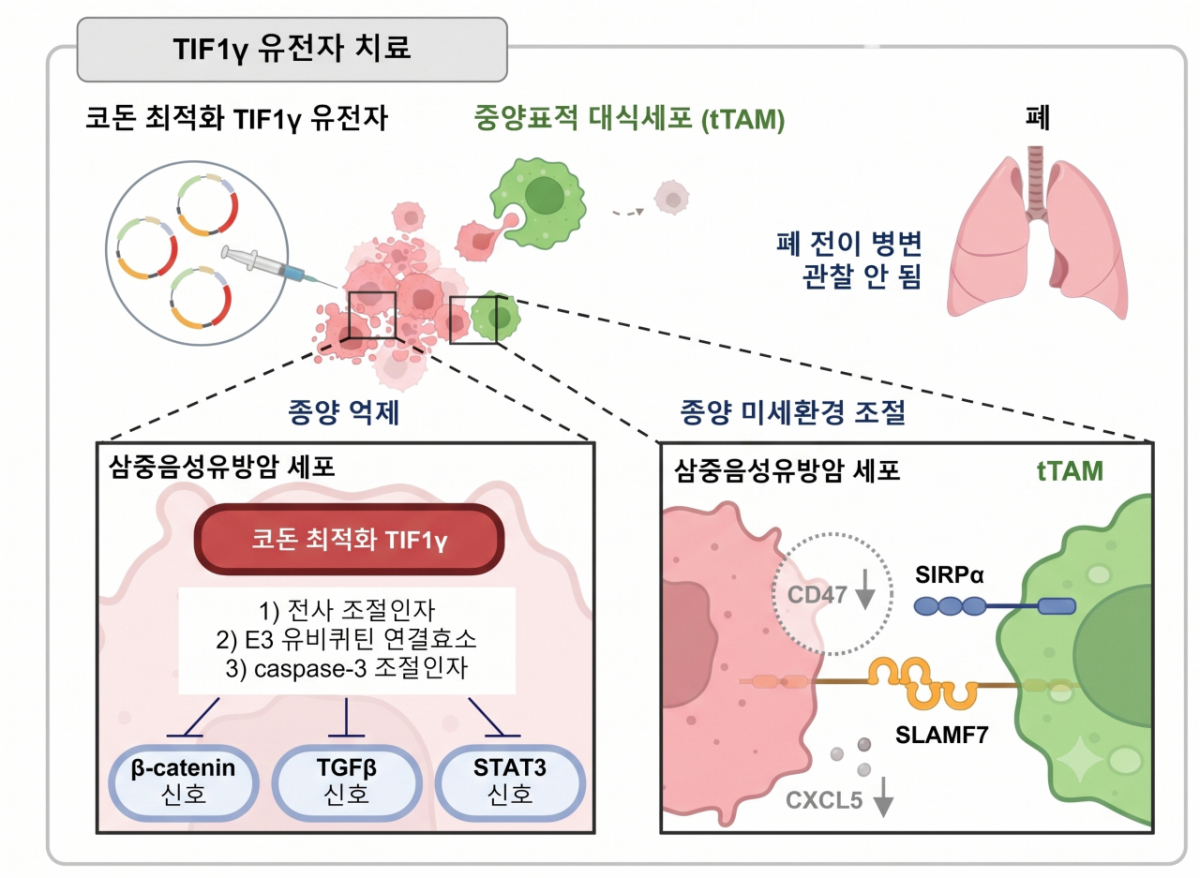 TIF1γ 유전자 치료. /자료=서울대병원