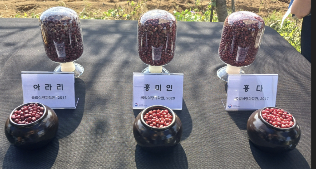 국립식량과학원이 개발한 팥 품종들. 왼쪽부터 '아라리' '홍미인' '홍다'. 이들 품종은 기존 재래종과 달리 줄기가 곧게 서고 쓰러짐에 강할 뿐만 아니라 기계 수확에 적합하도록 개발된 국산품종이다./사진제공=농촌진흥청