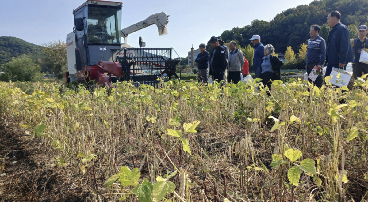 15일 충남 공주시 태봉동 팥 재배현장에서 국립식량과학원이 개발한 '홍미인'을 콤바인으로 수확하는 연시회가 열렸다./사진제공=농촌진흥청