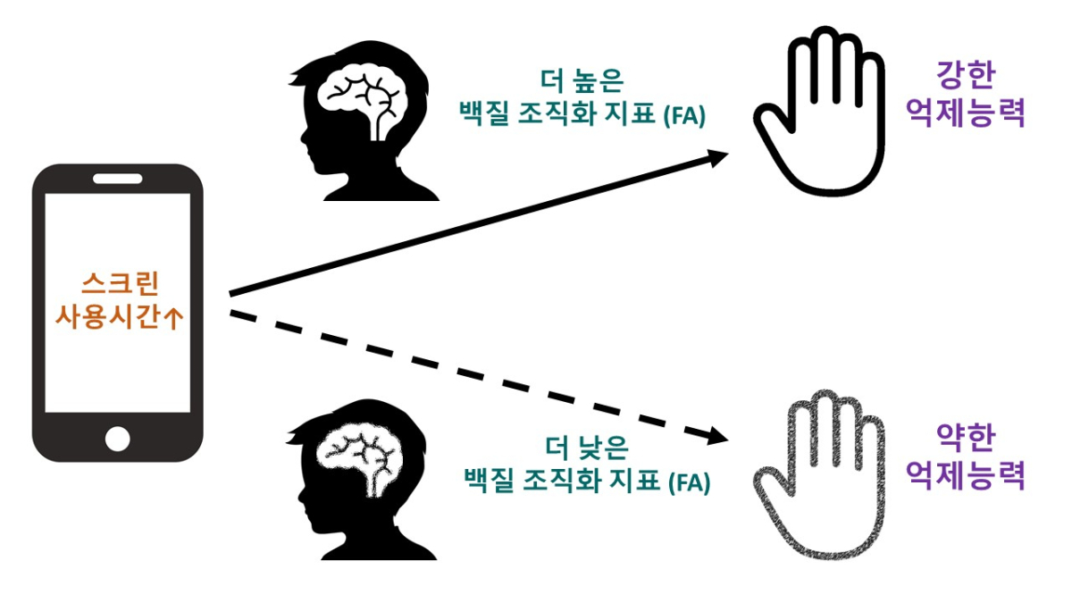 뇌 백질 특성에 따른 스크린 사용시간과 억제조절력 관계를 나타낸 그림. /자료=해당 연구팀