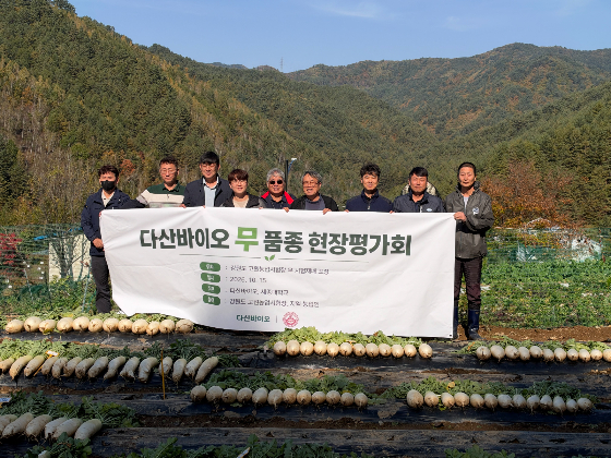 태백농협·고원농업시험장·다산바이오 관계자 및 세종대학교 박한용 교수 등이 참석한 가운데 시험재배 무의 생육 상태와 뿌리 형태, 상품성 등을 확인하는 현장 평가회가 열렸다./사진제공=다산바이오