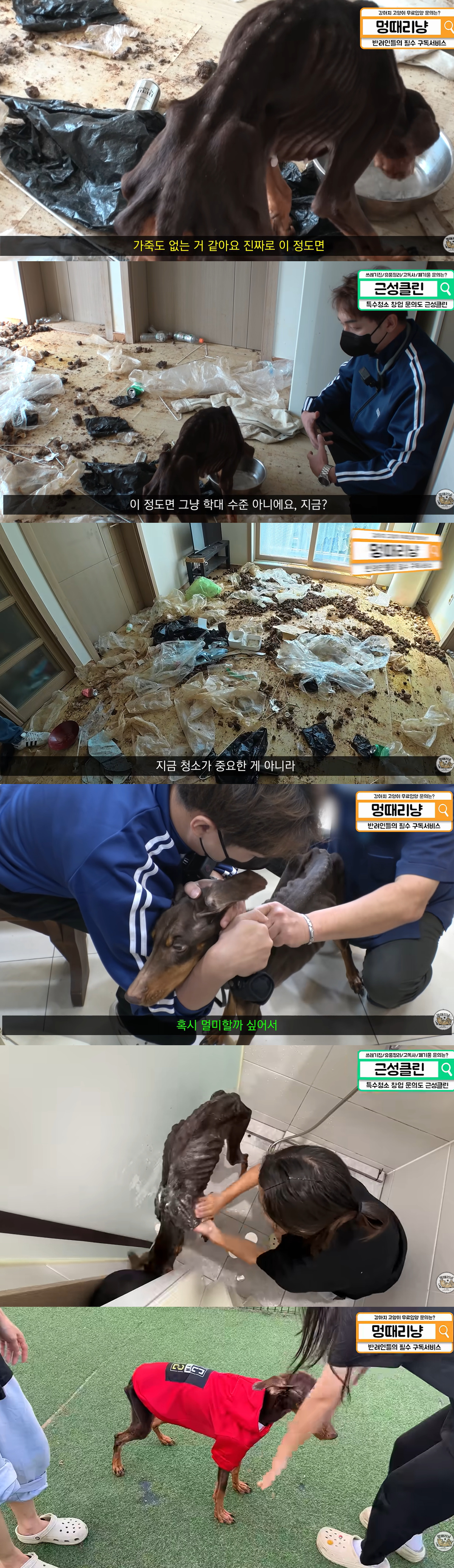 /사진=유튜브 채널 멍때리냥 화면 갈무리.
