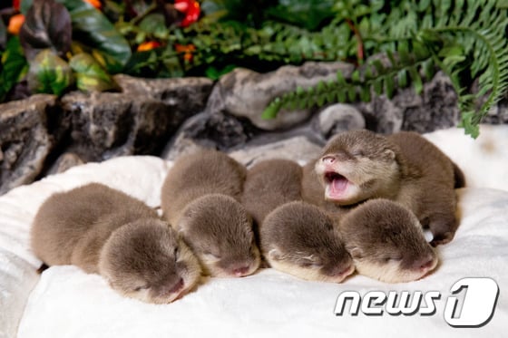 [사진]'롯데월드몰 아쿠아리움에 아기 수달 5공주 보러오세요'