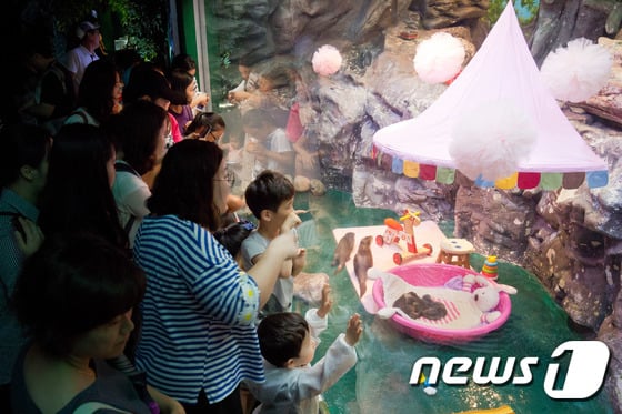 [사진]'아기 수달 5공주 탄생'