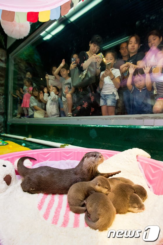 [사진]'아기 수달 너무 예쁘다!'
