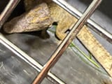 경기 여주 소양천 악어 포획