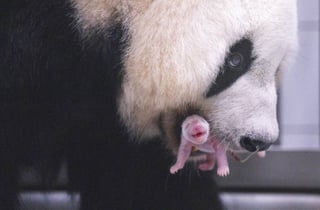 "푸바오 동생 태어났다"…에버랜드서 171g 아기 판다 출생