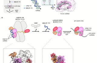 우리 몸속 '희대의 암살자' 아고넛, 너는 누구냐 [3분 곰국]