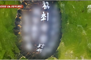 "거북이 등에 저게 뭐야?" 페인트로 소원...생태계 교란종 풀어놨다