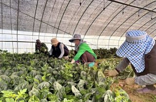 여름에도 싱싱한 시금치·딸기 팝니다…롯데마트, '내일농장' 물량 확대