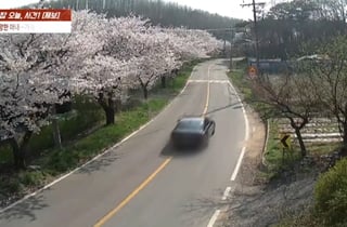 "벚꽃 예쁘다" 그 순간 비극 덮쳤다...음주운전 차량에 두 아이 엄마 숨져