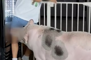펫카페 돼지에 물려 반깁스, 30만원 달랬더니…"아들 팔아 빌딩 사냐"