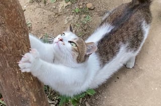"캣맘 임명합니다"…한겨울 냥이 내쫓던 그 아파트, 이유 있는 변신
