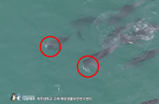"제발, 숨 쉬어" 죽은 새끼 끝내 놓지 못한 어미 돌고래...제주도서 포착