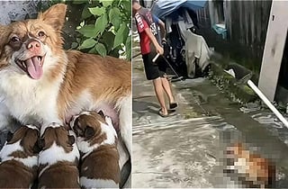 새끼 죽이고 어미 불태우며 "왜 안 죽어?"…'왕왕이' 학대에 전세계 공분
