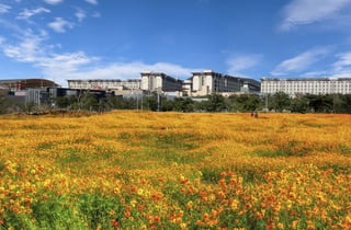 제주신화월드 내 신화가든, 황화코스모스 만개 황금빛 장관 이뤄
