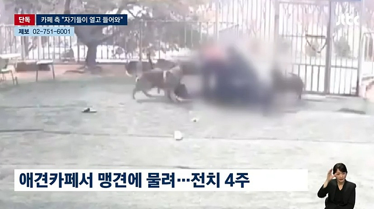 애견카페 맹견 공격