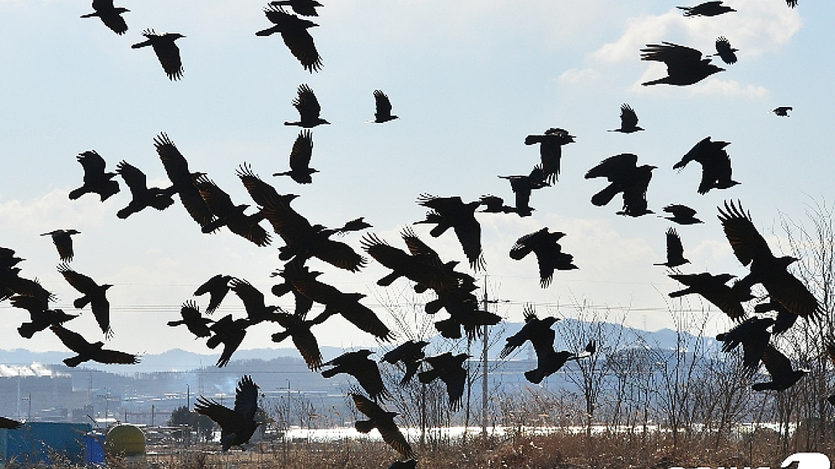 [사진] 하늘 날아오르는 까마귀 떼 - 머니투데이