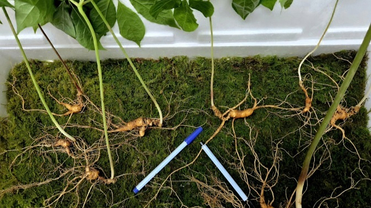 천종산삼 8뿌리 전체 구성