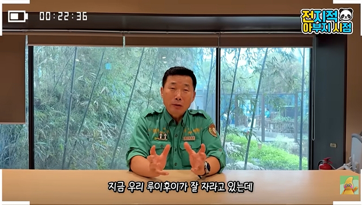 푸바오 동생 판다 루이바오 후이바오 올겨울 귀환