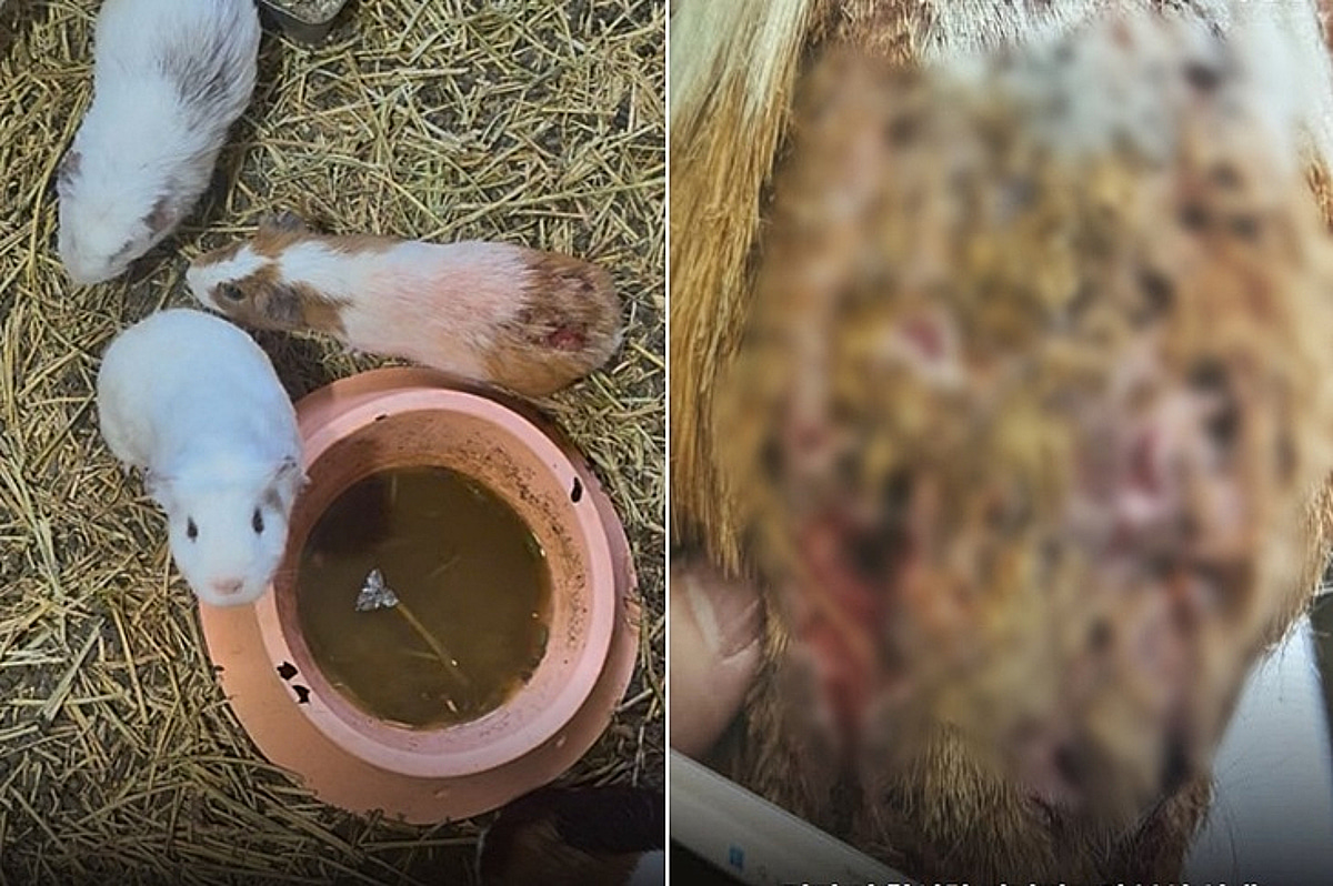 Neglected Guinea Pigs Rescued After Owner Relinquishes Custody