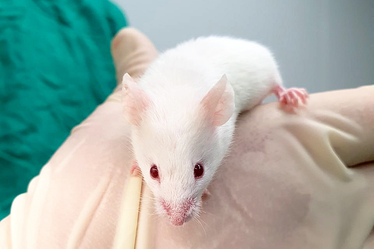 씨앤에스알, '전신성 홍반루푸스 인간화마우스' 공식 출시 - 뉴스 썸네일 이미지