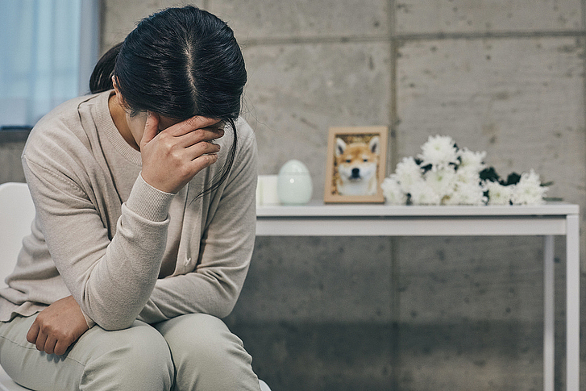 반려견 보호자라면 반드시 챙겨야 할 필수 안전 수칙과 동물등록 체크리스트